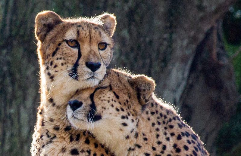 Alternative Conservation Approaches