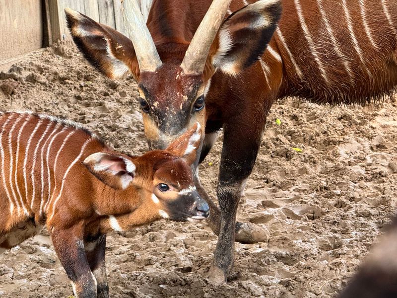 Born With Stripes That Help Them Hide