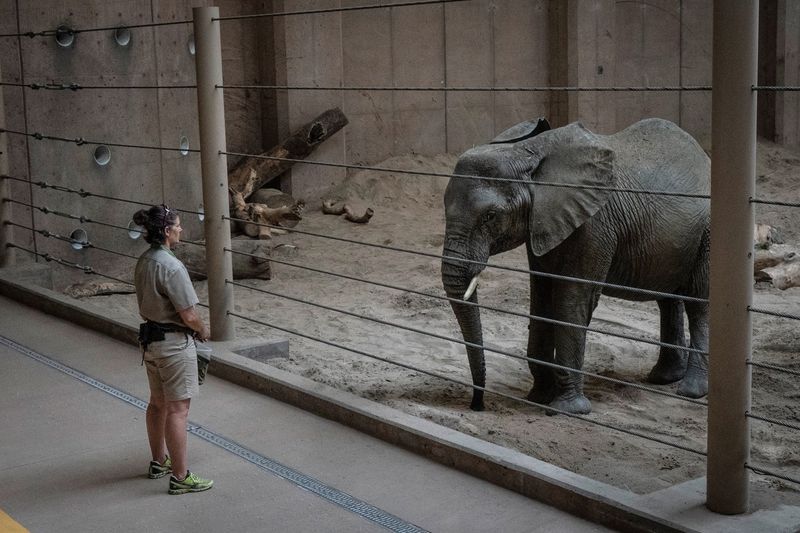 Decline In Captive Populations