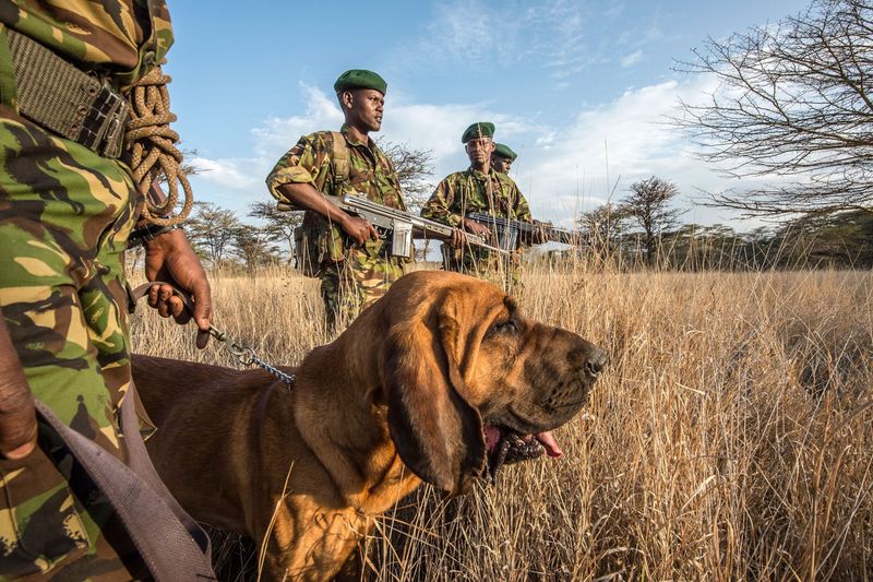 Weak Law Enforcement Enables Poachers