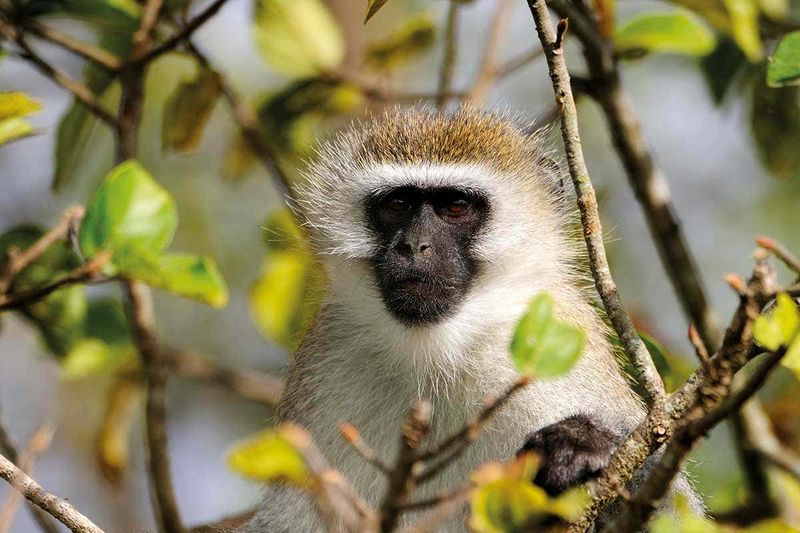 Vervet Monkey: Nature's Linguists