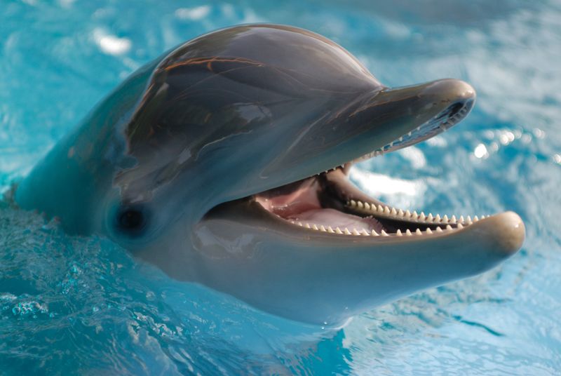 Dolphins: The Ocean's Helpful Heroes