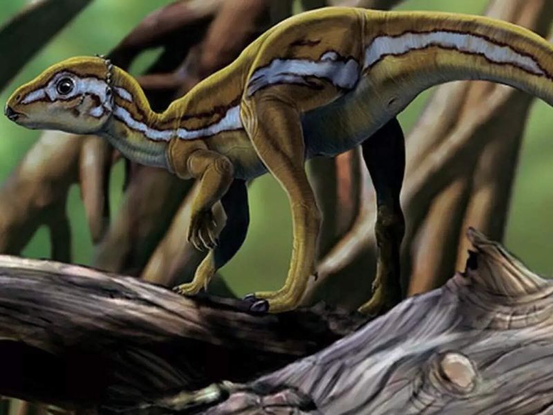 Not All Dinosaurs Were Giants