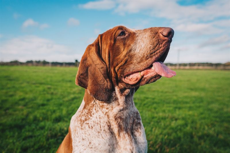 Bracco Italiano: The Renaissance Pointer