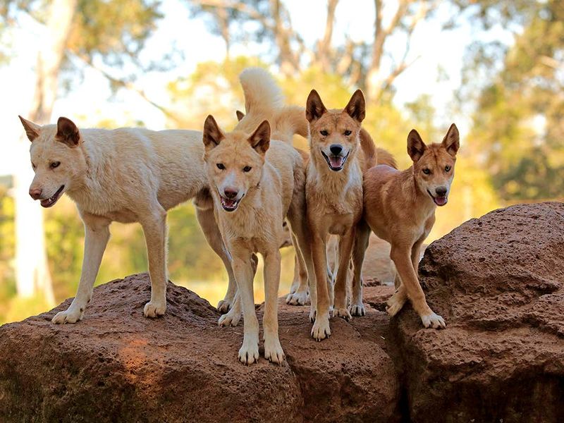 Dingoes Of Australia – The Island Continent's Apex Predator