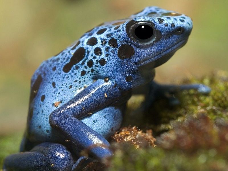 Poison Dart Frogs: Tiny Toxic Jewels
