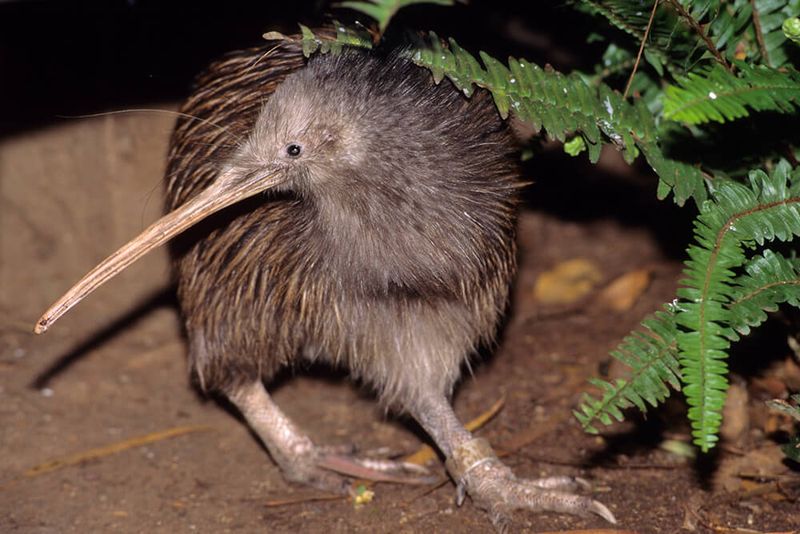 Kiwi – New Zealand's Living Fossil