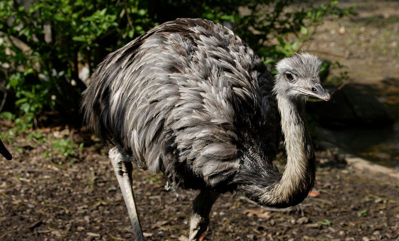 Greater Rhea