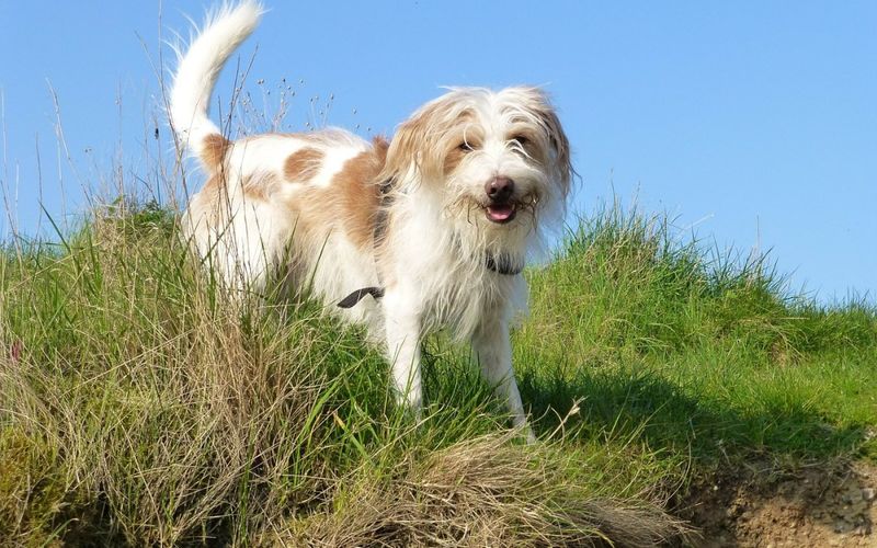Kromfohrländer: The Rare German Companion