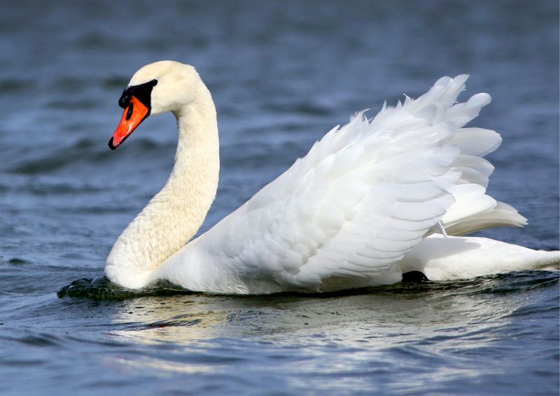 Mute Swan