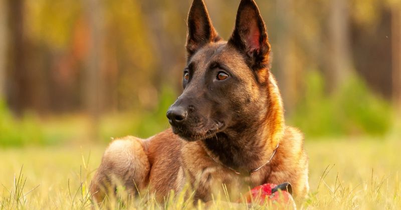 Belgian Malinois – The Working Perfectionist