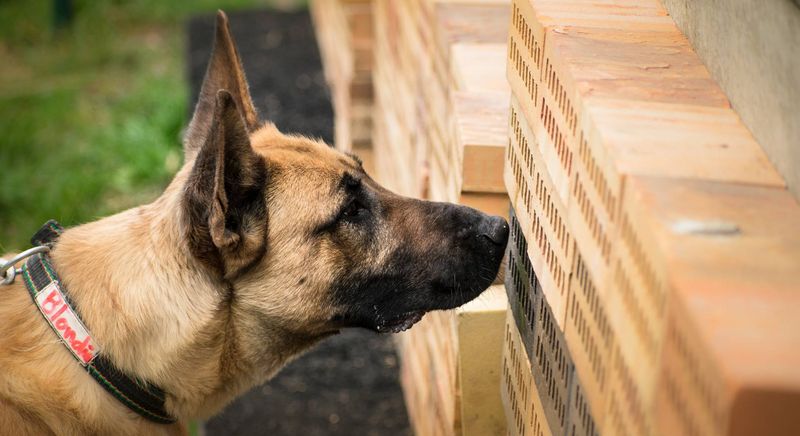 Belgian Malinois