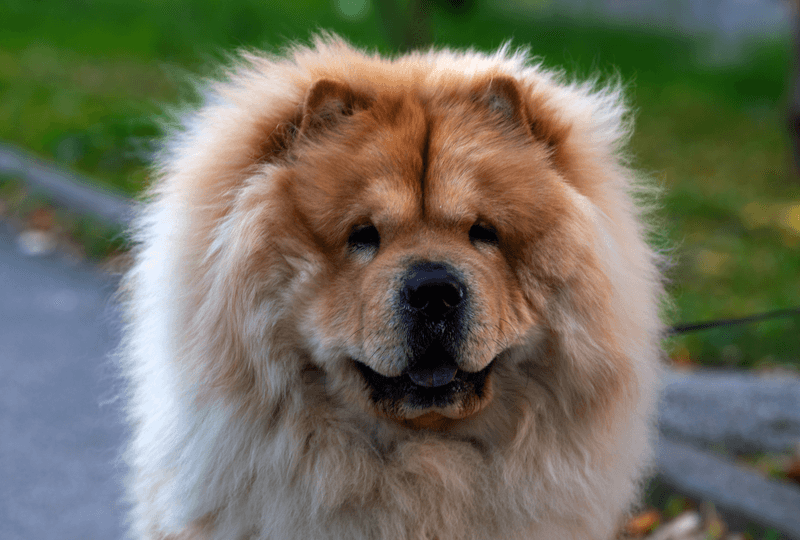Chow Chow
