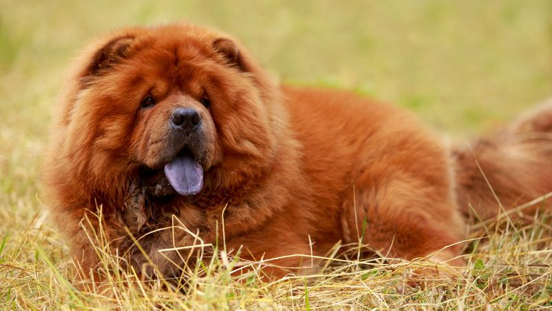 Chow Chow