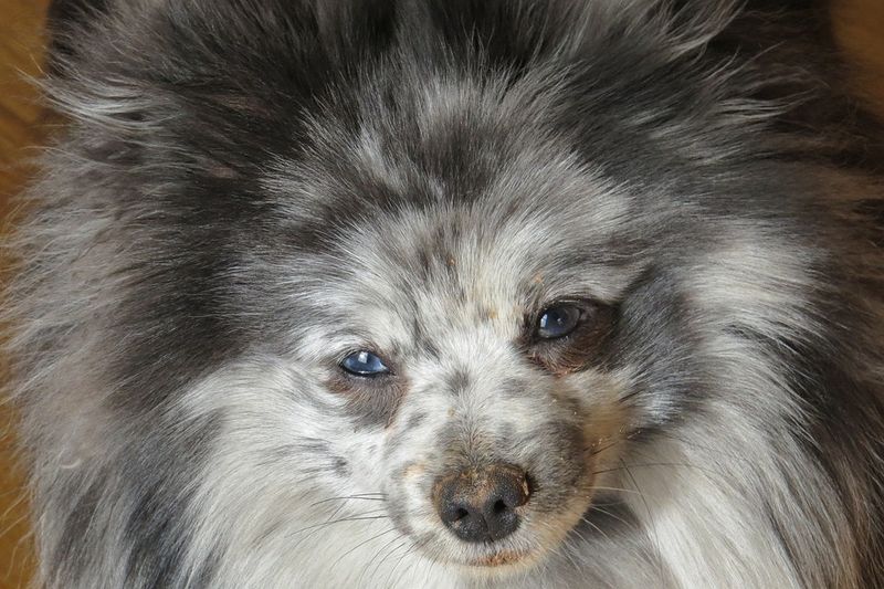 Merle-Patterned Dogs – Beautiful But Potentially Blind And Deaf