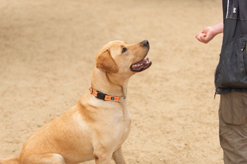 Labrador Retrievers: Enthusiastic Love Machines