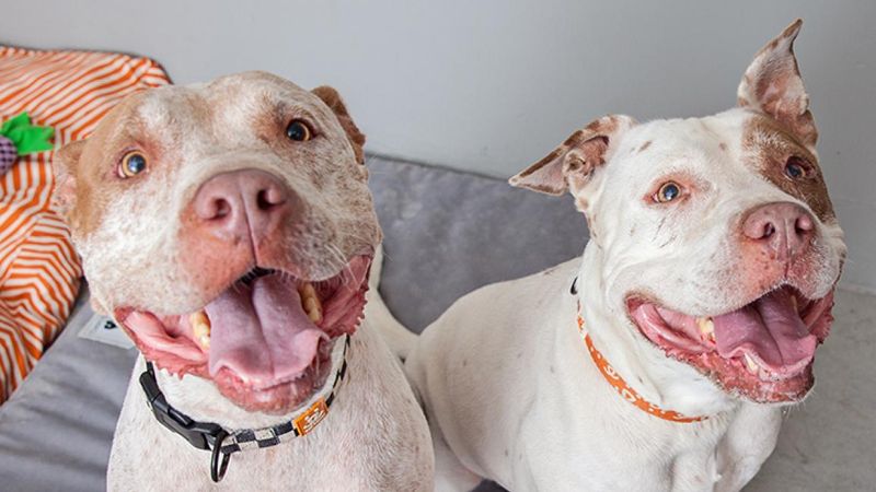 Pit Bull Terriers: Misunderstood Love Machines