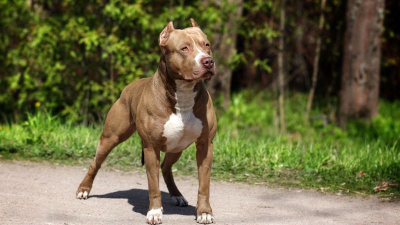 Pit Bull Mix