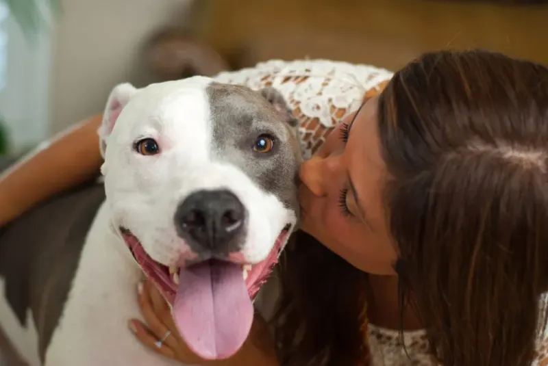 Pit Bulls