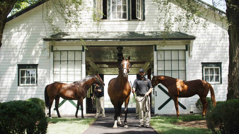 Thoroughbred Aristocracy
