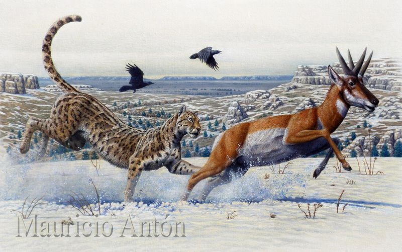 American Cheetah (Miracinonyx)