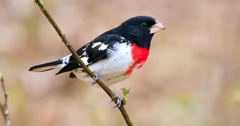 Rose-breasted Grosbeak