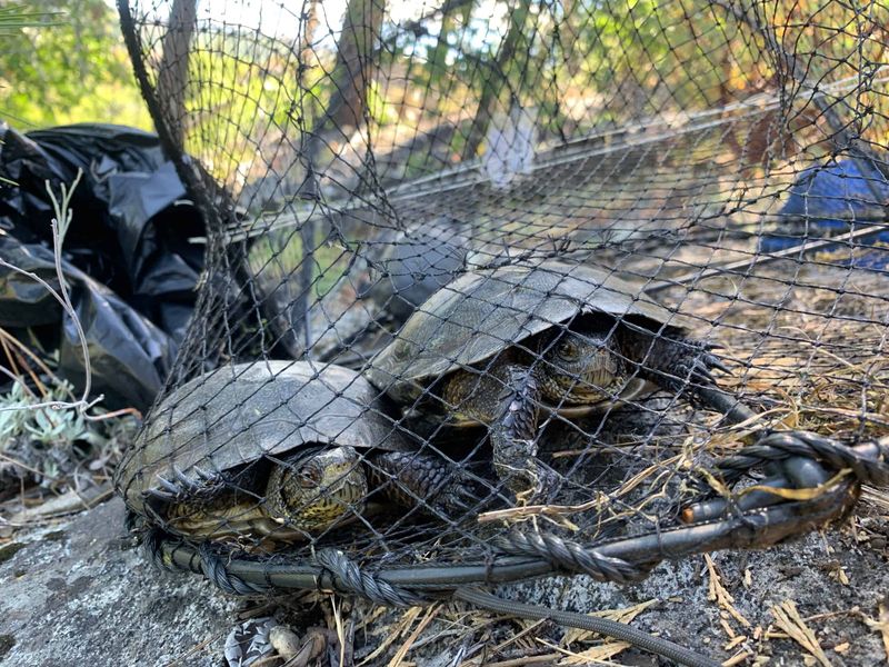 Conservation Implications