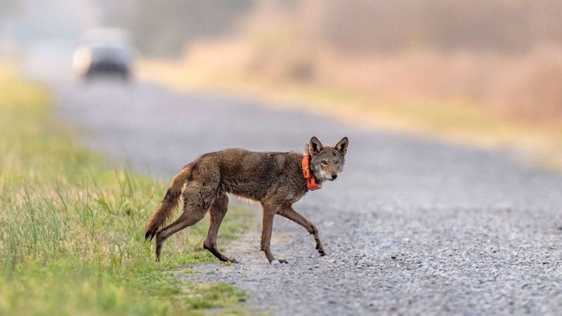Inside The Red Wolf Recovery Program