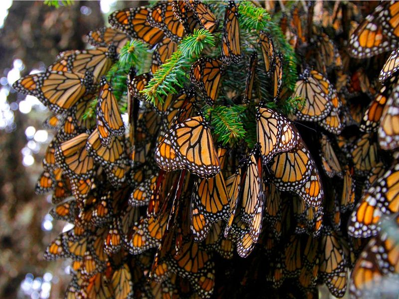 Monarch Butterflies And Their Overwintering Sites In Mexico