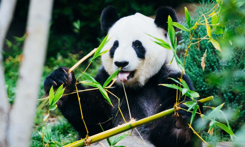 Heihe Valley Panda Corridor – Sichuan, China