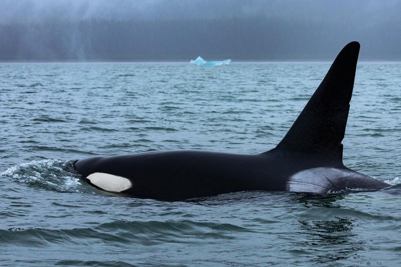 Tracy Arm Fjord, Alaska