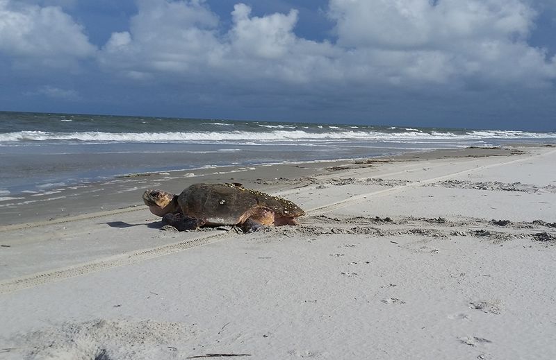 Cumberland Island National Seashore, Georgia