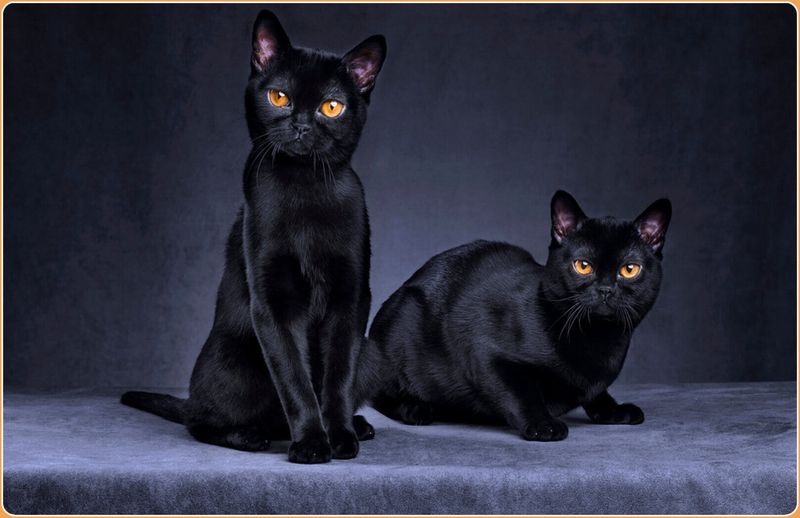 Bombay's Midnight Satin