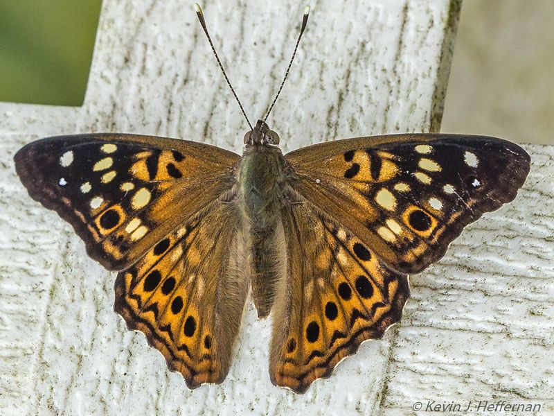 See The Irregular Dark Lines Across The Wings