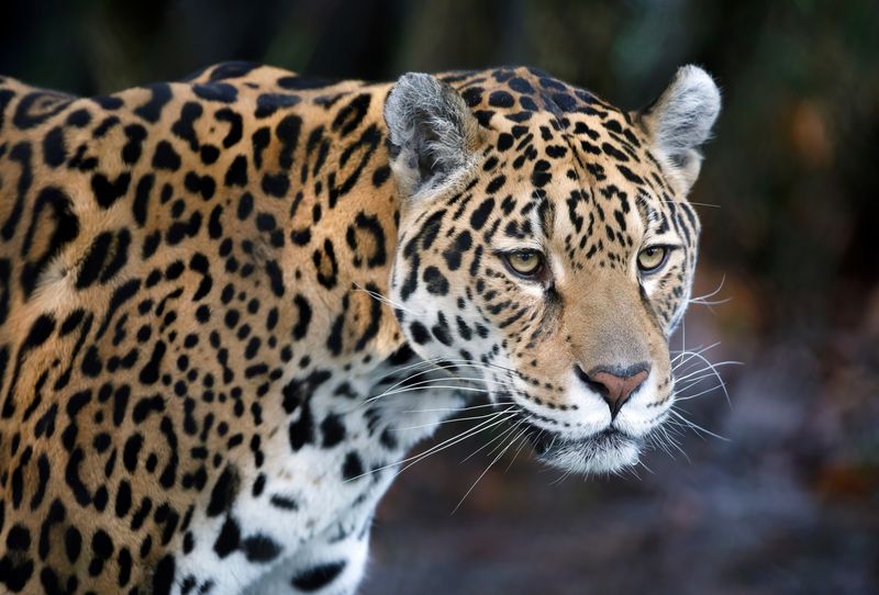 Jaguar: Rainforest Ruler