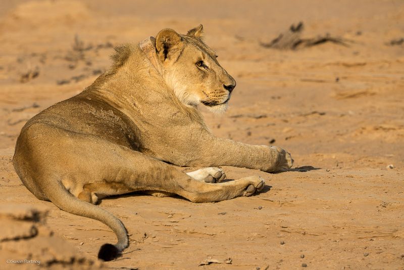 Lion: The Mane Attraction Of Heat Management