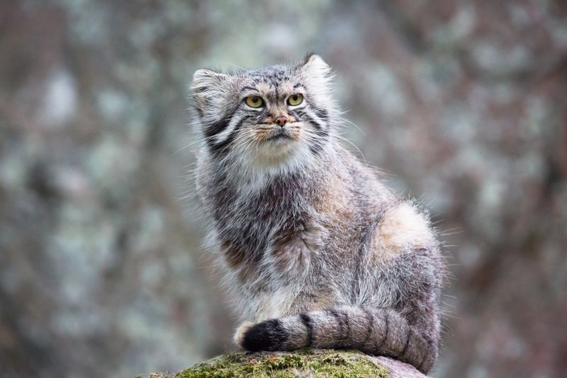 Pallas's Cats: Fluffy Mountain Dwellers
