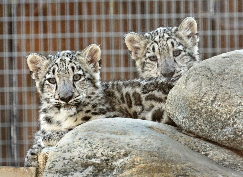 Snow Leopards