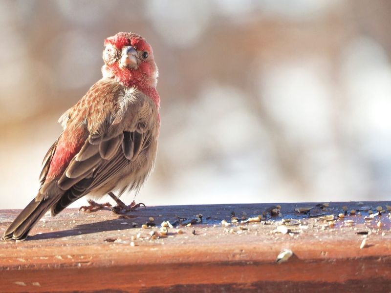 Backyard Birds Hit Hardest