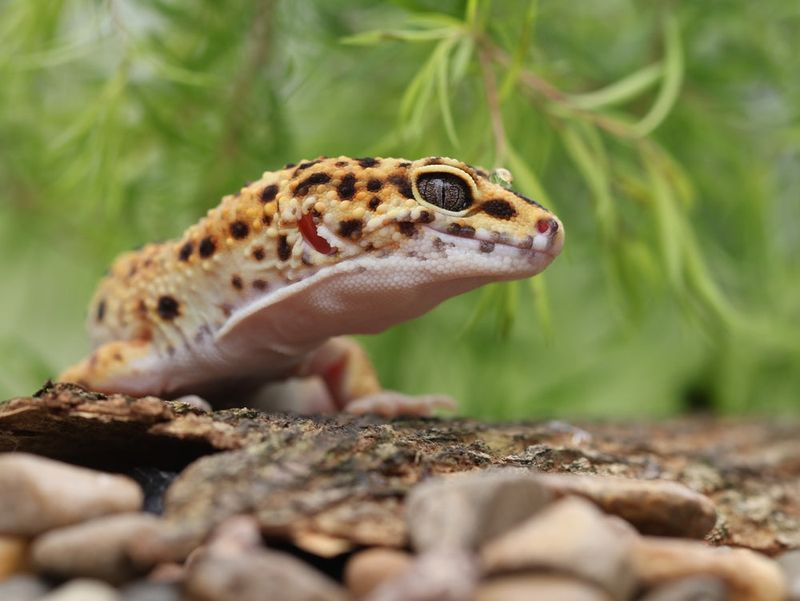 Leopard Geckos