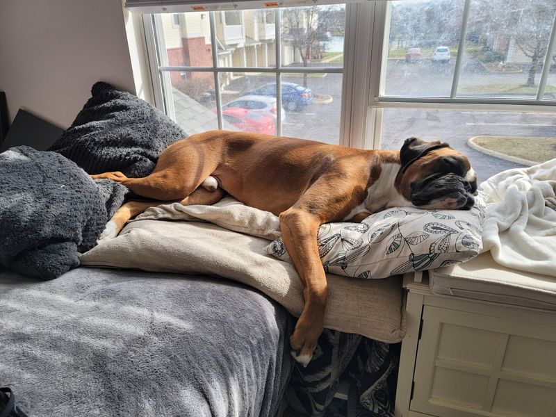 Boxer