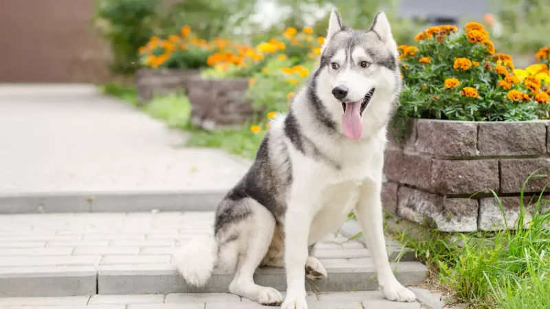 Siberian Husky