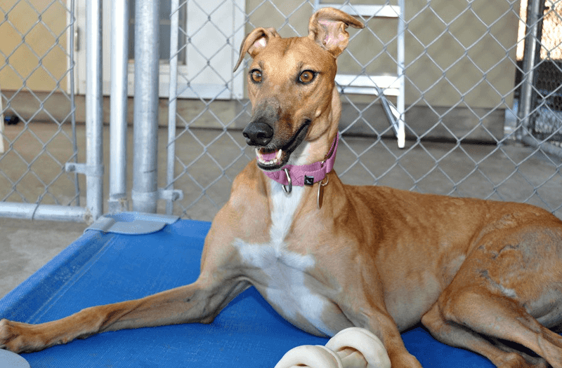 Greyhounds Retire Into Uncertainty