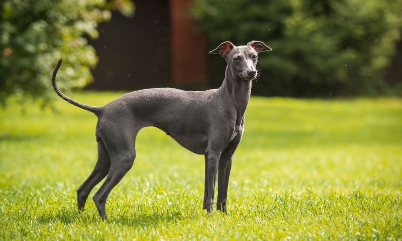 Italian Greyhounds