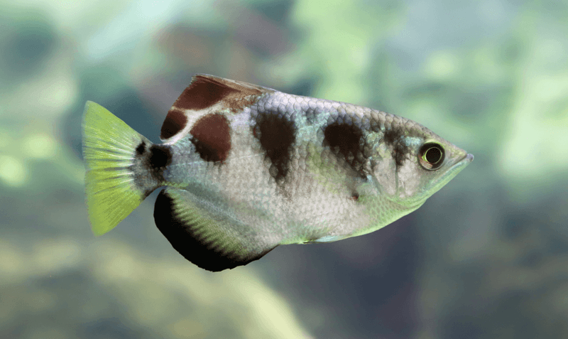 Archerfish's Water Projectile Precision