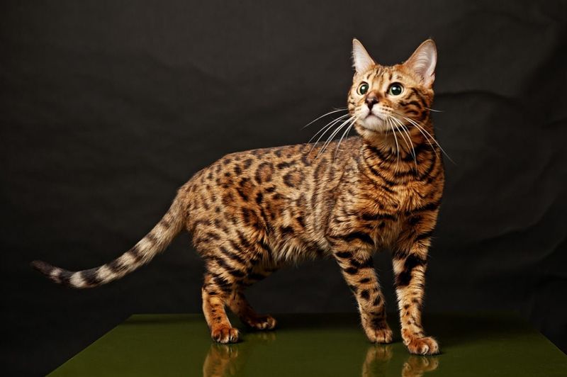 Rosetted (Bengal)