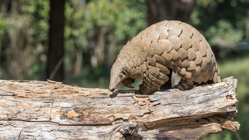 Indian Pangolin (Manis crassicaudata)