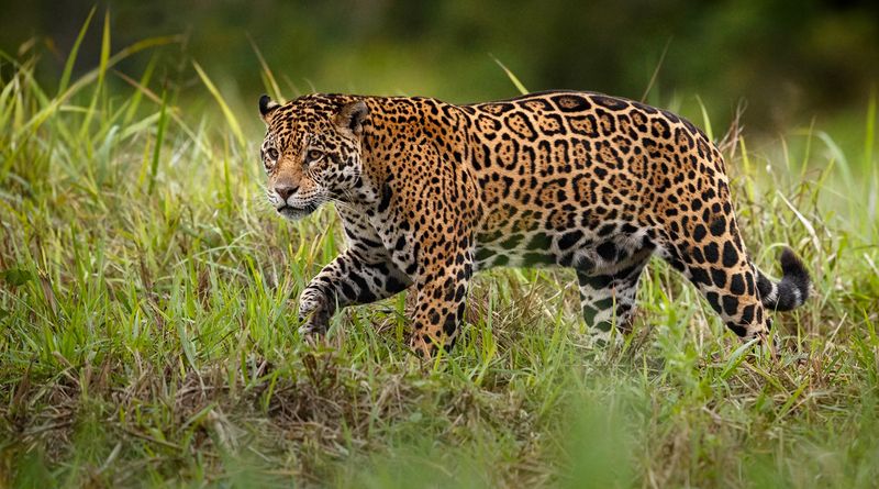 Pantanal Conservation Area, Brazil