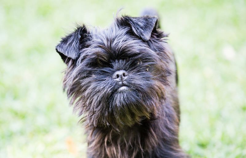 Affenpinscher