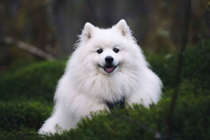 Japanese Spitz